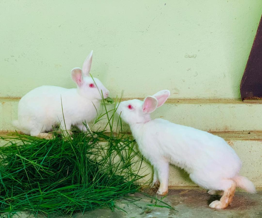 הוילה העיר בנגלור Eco Farm מראה חיצוני תמונה