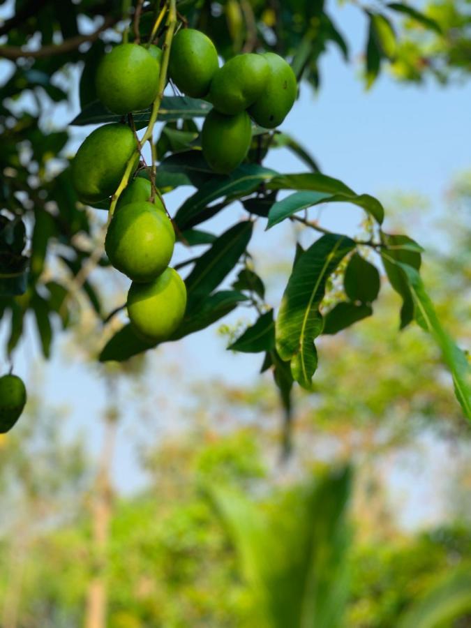 הוילה העיר בנגלור Eco Farm מראה חיצוני תמונה