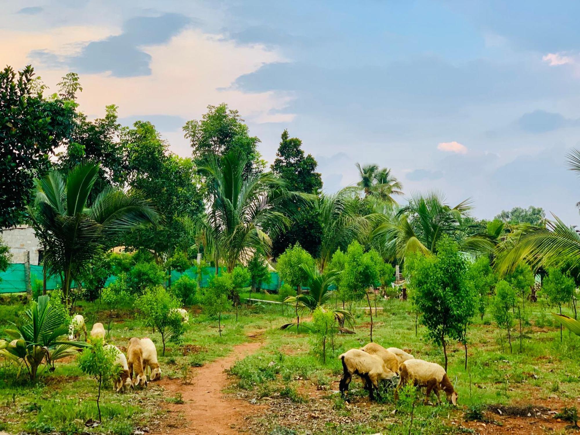 הוילה העיר בנגלור Eco Farm מראה חיצוני תמונה